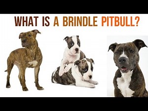 Introducing The Underrated Brindle Pitbull???