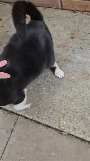 Does anyone recognise this cat in Bush hill park. He is still sleeping and eating in the bins. We have made friends now so I can fuss him and I can see he is a neutered male. He looks quite young. He may be lost. Does anyone local have a scanner? | Spotted Enfield