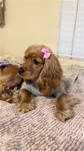 Stylish Outfits for Your Dog: Comfort Meets Fashion