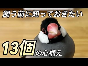 [文鳥飼育]初心者さん飼う前に観て‼︎文鳥飼育関する13個の心構え