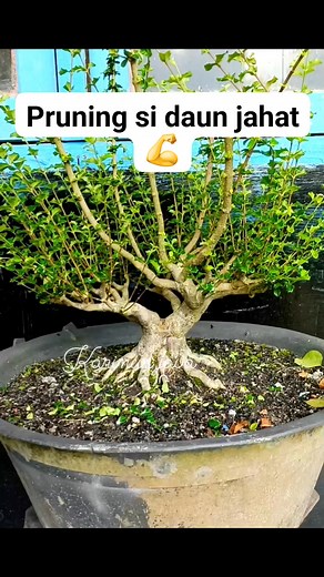 214 reactions · 115 comments | Pruning si daun jahat  #mirten #bonsaitree #fyp | Karimun Java | Facebook