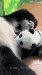 Why is this #panda cub so cute? #ThursdayThoughts | China News 中国新闻网