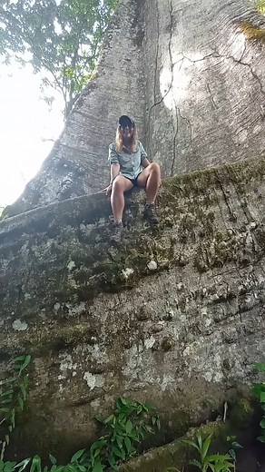 1.9M views · 68K reactions | Essa sumaúma tem aproximadamente 60 metros de altura e fica na cidade de Afuá, no estado do Pará. Por conta do seu tamanho e das enormes raízes que a rodeiam, ganhou o apelido de “Muralha”. Sem dúvida, uma das maravilhas da Amazônia. #superreels #amazonia #floresta | Crônicas na Bagagem | Facebook