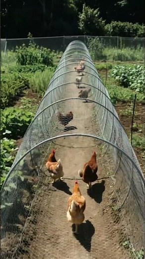 The chicken tunnel that protects the vegetable garden and eliminates pests 🐔🌱
