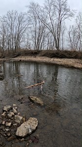 71K views · 868 reactions | This river is very small right here. This is Tea Access on the Bourbeuse River near Rosebud, Missouri. This looks like a good wading area and probably floats better in the spring. #bourbeuseriver #adventure #showmecreeks #nature #Missouri | Show Me Creeks | Facebook