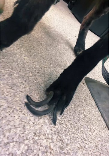 Veterinarians and Long Nails: A Quick Challenge
