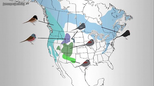 (3) Diversification I: the Dark-eyed Juncos