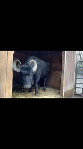 Did you know that some water buffalo think they are allergic to rain? #waterbuffalo #tundrathedestroyer #barnyardsanctuary | The Barnyard Sanctuary
