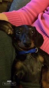 2.3K views · 120 reactions | Squirrel Troubles! | Chloe's Adventures | Facebook