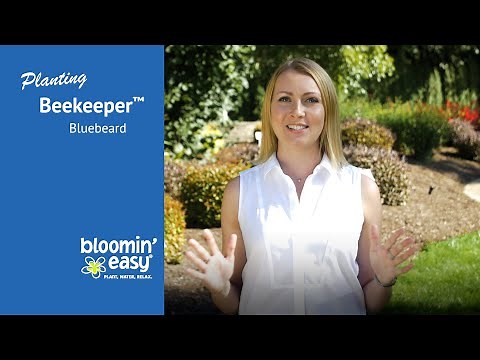 How to Plant Beekeeper™ Bluebeard