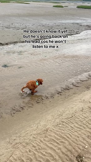 Recall is a work in progress x #puppy #dogmom #newpuppy #fyp #newpet #PetsOfTikTok #puppies #cockapoo #cockapoopuppy #puppytok