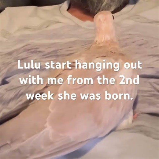 Lulu start hanging g out with me from 2nd week she was born.