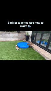 93K views · 6.6K reactions | Badger teaches his brother Ace how to swim.  #waves,#puppies,#swimming,#frenchbulldogmixpuppies,#rescuepuppies,#fosteringsaveslives,#adoptdontshop | Trio Animal Foundation | Facebook