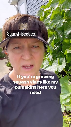 If you are growing squash or pumpkins, you need to keep an eye out for the squash beetle. This beetle will lay clusters of eggs that are yellow to bronze. Those eggs usually are found on the underside of leaves where the veins meet in a V pattern. They can be found on stems, like you see in my video, and sometimes on the front side of leaves. Young plants in early summer can be damaged by this beetle. When those eggs hatch, the little baby nymphs come out and suck the sap out of the leaves. A la