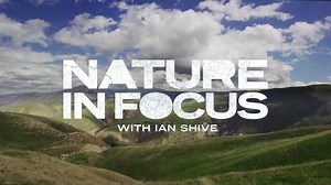 22K views · 36 shares | Once on the verge of extinction, the California condor population is slowly back on the rise. Conservationist and nature photographer Ian Shive Photography visits Bitter Creek National Wildlife Refuge to document the ongoing recovery efforts. —> Discovery.com/cacondor #californiacondor #wildlife #conservation #natureinfocus | Discovery | Facebook