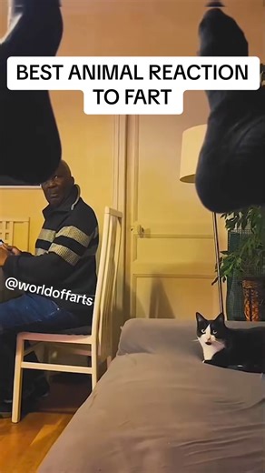 Best animal reaction to fart ! #fart #animals #farting #compilation #pets #viral #asmnsounds #satisfyingvideos #satifying #satisfaction #fyp #reels #adsonreels #viral #reelsfb #OMG | World of farts