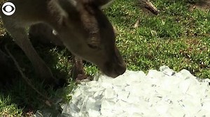 COOL IT: Zookeepers at the Santa Barbara Zoo in California helped keep animals cool during a heatwave in the area on Wednesday (8/31). The zoo said some of its residents, including lions, kangaroos, and otters, were offered ice treats, while others received cool showers to regulate their body temperatures. | CBS 8 San Diego