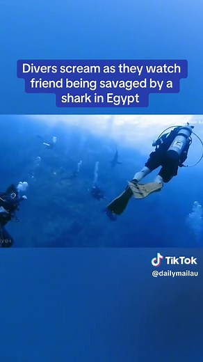 Shocking Shark Attack Captured During Scuba Dive in Egypt