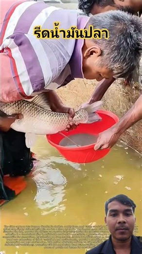 Extracting oil from fish. #fish