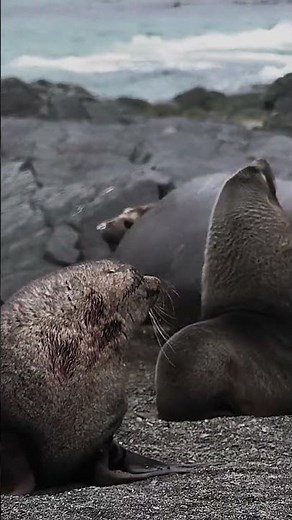 Battle of the Titans: Elephant Seals #wildlife #alpha