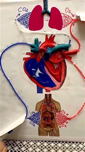 😍blood process of heart amazing project ❤ #science #scienceexperiment #education