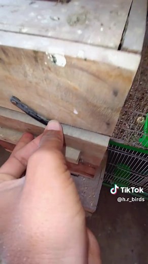Setup tour🥰 #mastercage #viral_video #trendingvideo #conureparrot