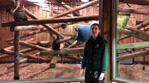 In celebration of World Monkey Day, our Animal Care Team share some interesting facts about their favourite monkey species and explain the importance of conservation projects worldwide 🐒 | Colchester Zoo