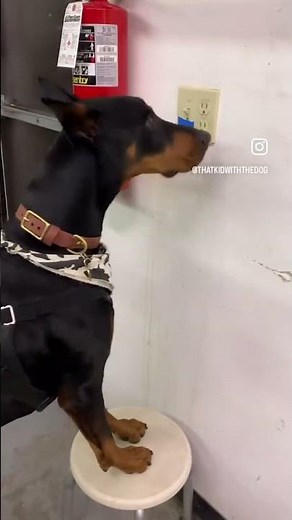 Meet Our Super Helper: The Amazing Doberman Service Dog at Work