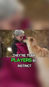 Why the Chinook Is Known as the Sled Dog That Almost Vanished | Dog Facts