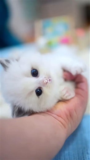 🥹 Fluffy Baby Cat Looking Too Adorable To Ignore