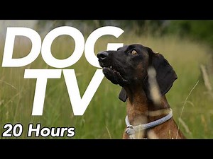 DOG TV - Stimulation Experience for Dogs - Virtual Dog Walk (20 Hours)