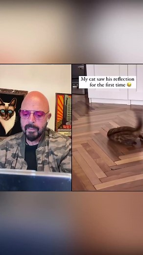 217K views · 9.5K reactions | This poor cat is scared of his own reflection! Have any of your cats ever done this?梁 #Cats #CatLife | Jackson Galaxy | Facebook