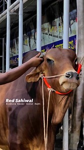 Hefty red sahiwal bull showtime | ZinZira bazar Gorur HaAt