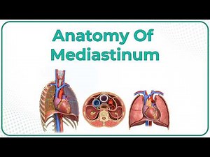 Anatomy of Mediastinum Animation /USMLE