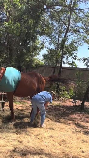 Hindlimb Retraction Benefits for Stronger Horses