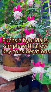 Fuchsia Hybrida is Simple with a Few Key Considerations #garden #gardening #plants #planting #plant #homegarden #indoorplants #houseplants #indoorgarden #gardentips #flowers #flower | Indoor Planting Tips and Garden