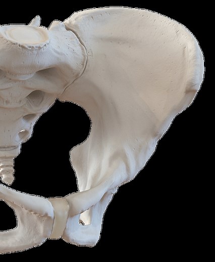 Pelvis Pro Miniseries 2 - Core Exercise Solutions