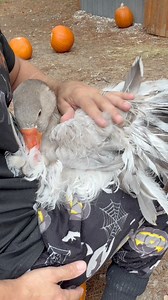 My beautiful and very relaxed Shelby goose. 🪿 #sebastopolgeese | MrGeese