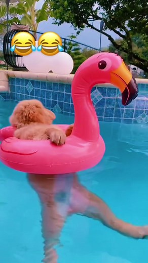 Cutepupplyyyy on TikTok