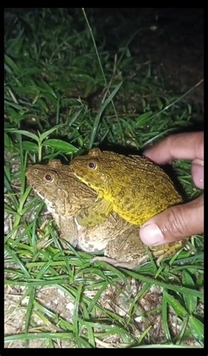 Touching Two silly BULLFROGS so FUNNY😁😂 #frog #jumping #funny #animals #short