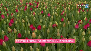 The Pella Tulip Festival is nearly here! Get a sneak peek at some of the 300,000 tulips planted in Pella, Iowa, for the May 5-7 festival. | KCCI