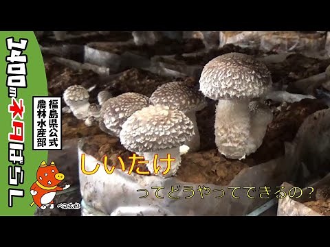 菌床しいたけができるまで