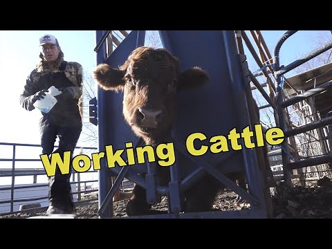 Ringworm isn’t caused by Worms: Treating Cattle