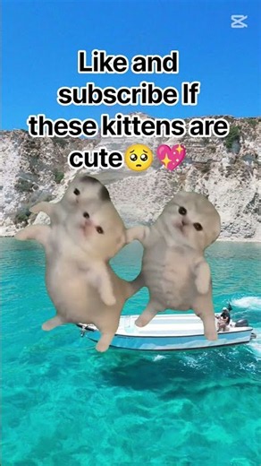 cute kittens dancing on water #cat