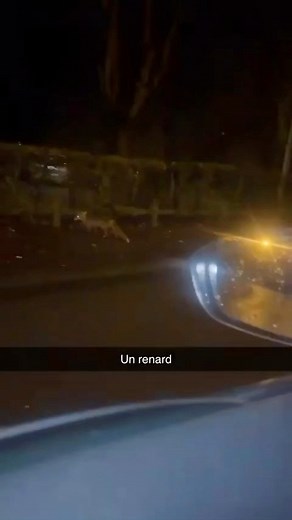 65K views · 501 reactions | Un renard en balade dans les rues de Roubaix | Roubaix WEB | Facebook