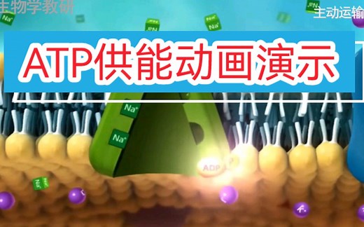 【高中生物学必修1】ATP供能动画演示（课本88页）