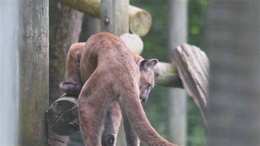 Happy #NationalCougarDay from Bowen 🐾 The cougar is also commonly referred to as a puma or mountain lion and unlike many other big cats, the cougar cannot roar. Instead, this large feline purrs like a house cat. Sadly, humans continue to be the greatest threat primarily through the destruction of habitat. Over the years, attempts have also been made to exterminate the cougar through hunting, poison, and trapping. Here at your Toronto Zoo, we recently welcomed 1.5-year-old Bowen who came to us f