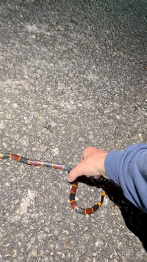 This is a beautiful Eastern Coral Snake that we helped cross the road. They are one of four venomous snakes in South Florida. They are one of my favorites. They are shy, secretive snakes that primarily feed on other snakes. #coralsnake #florida #snakecatcher #snakewrangler #snakehunter #nature #soflo #floridalife | Rhett Stanberry