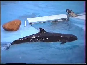 New Friends - Dolphin Show - Seaworld Orlando - 1989