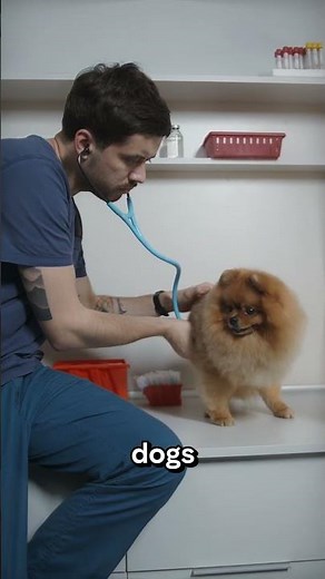 ⚠️ What Happens If a Dog Gets Bloat? ⚠️